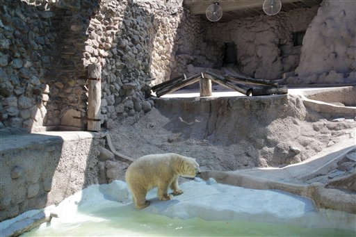 Argentina zoo freezes polar bear move to Canada