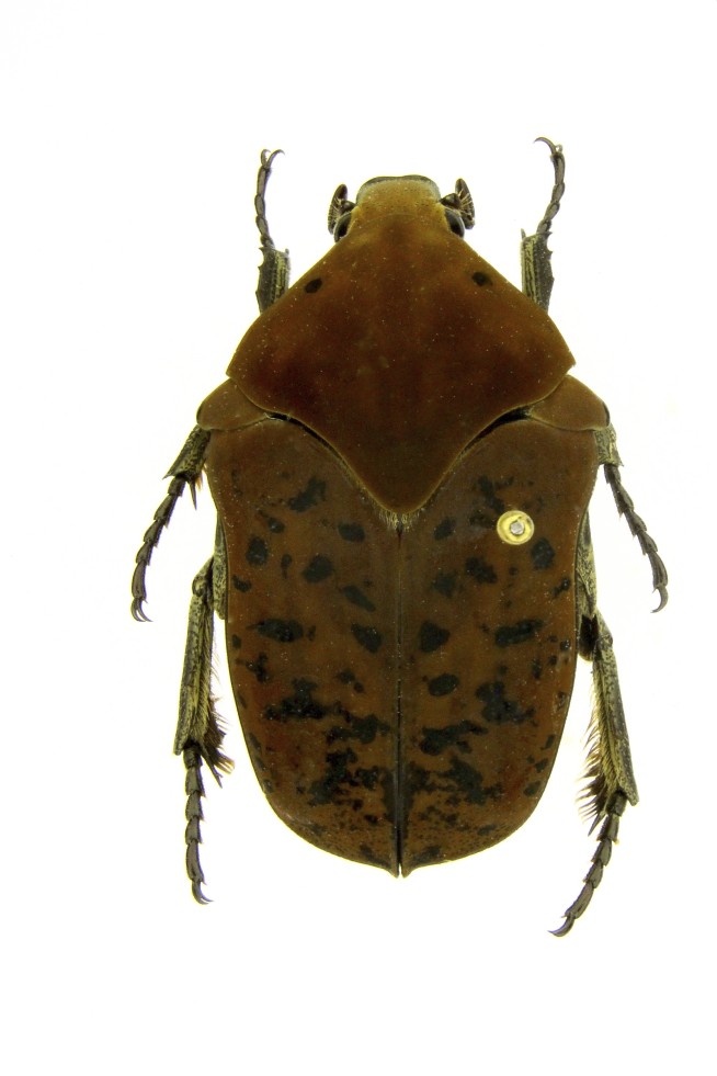 Professor names beetle species after 'Game of Thrones'