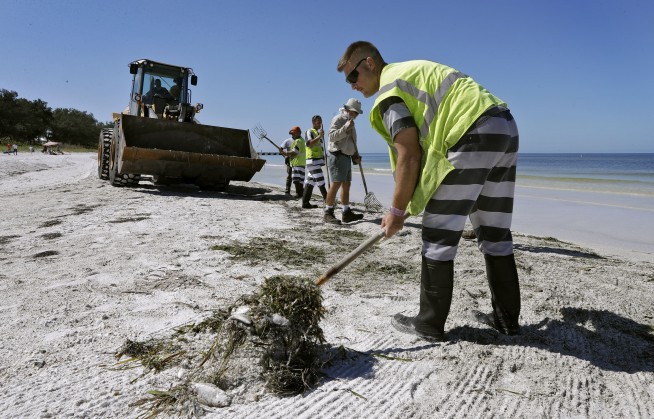 Devastating toxic algae bloom plagues Florida's Gulf Coast