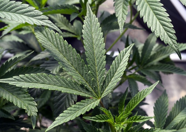 Marijuana recommendation by US health agency hailed as first step to easing weed restrictions