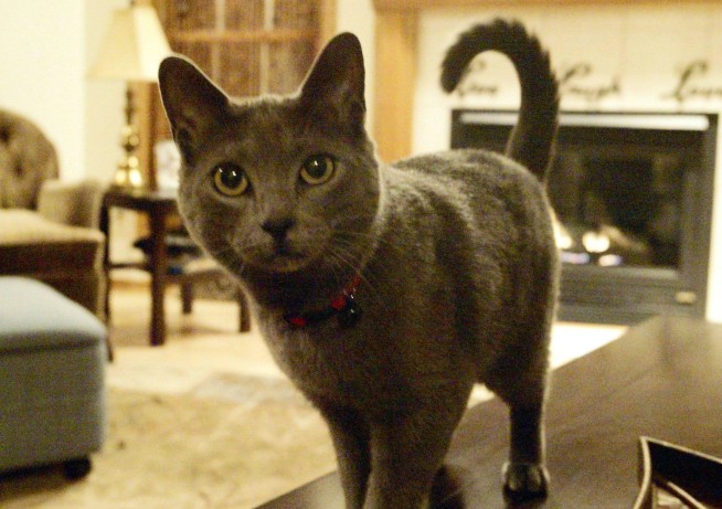 Catwalk: Wisconsin cat disappears, then reappears in Florida