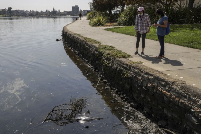 Dead fish in San Francisco Bay Area blamed on toxic red tide