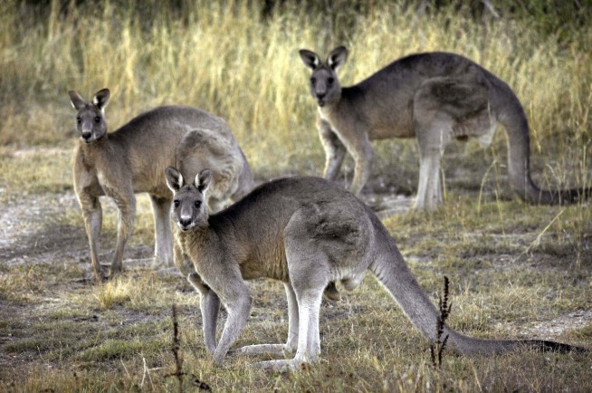 Bill banning sale of kangaroo parts introduced in Oregon