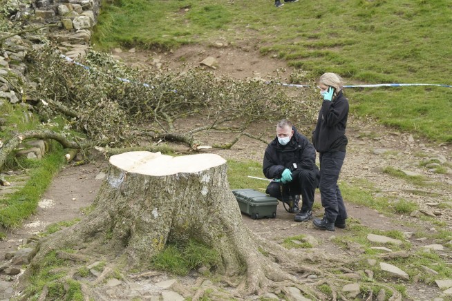 A second man is arrested over the felling in England of a much-loved tree near Hadrian's Wall