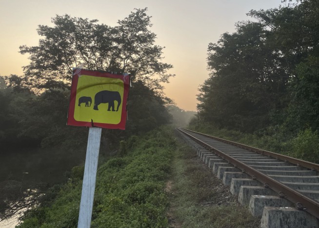 A train struck an elephant herd in Sri Lanka, killing 6 animals