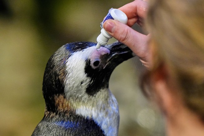 Much like a nursing home, penguins at a Boston aquarium can age with dignity