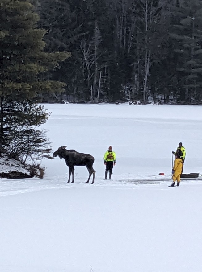 First responders saved a moose that fell through lake ice in New York. Here's how they did it
