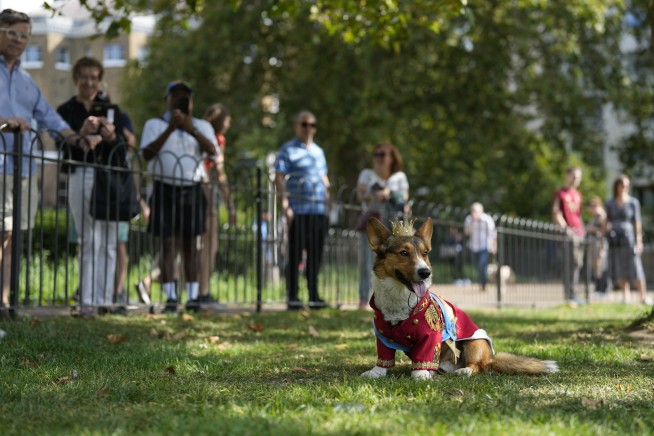 Corgis parade outside Buckingham Palace to remember Queen Elizabeth II a year since her death