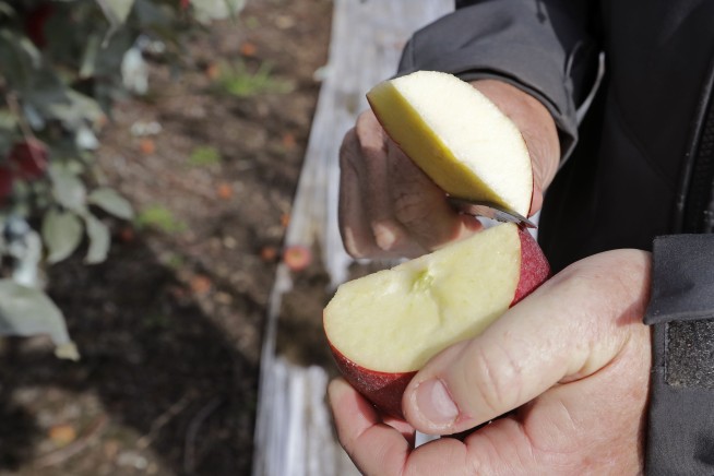 Move over, Honeycrisp: New apple to debut at grocery stores