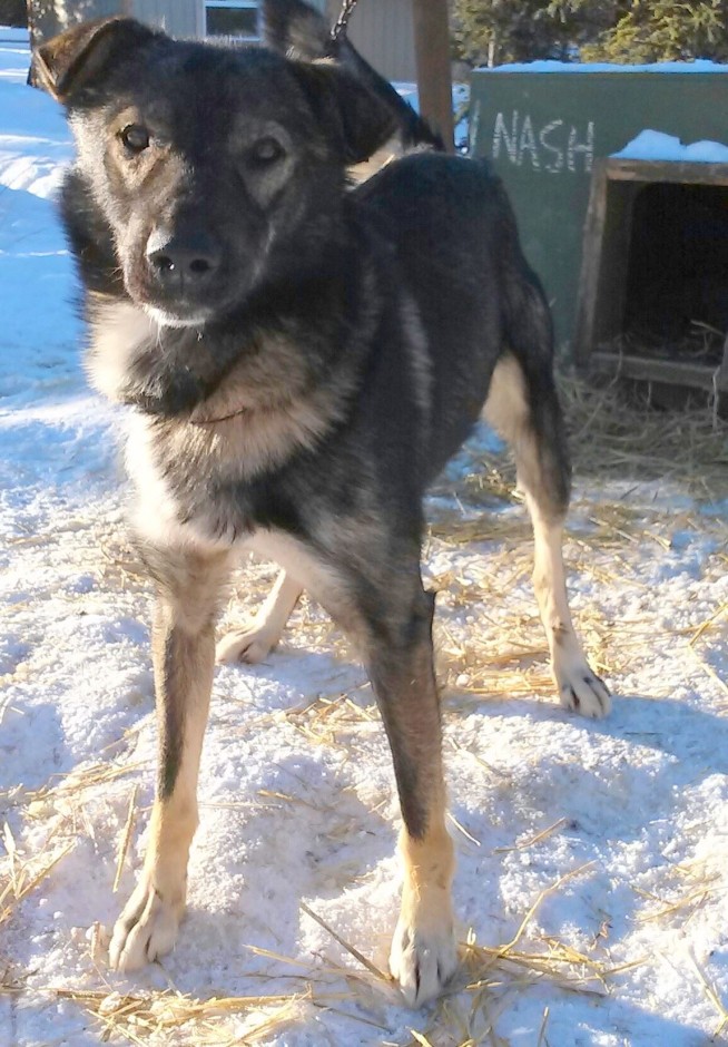 26-year-old man arrested in connection with Iditarod crashes