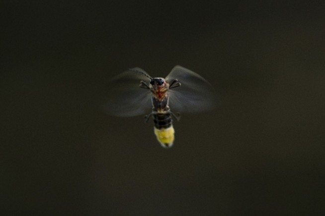 Fireflies are lighting up summer skies. But the glowing bugs are still on the decline