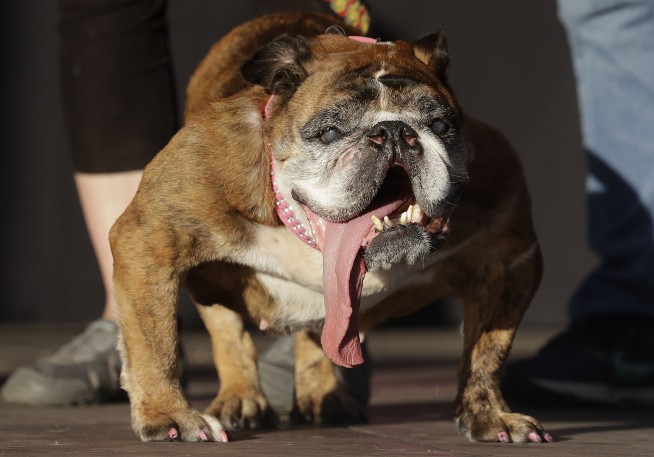 Zsa Zsa, the English bulldog, wins World's Ugliest Dog title