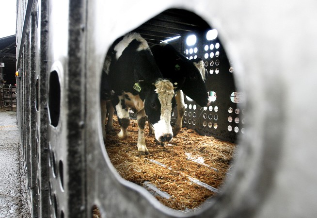More cows are being tested and tracked for bird flu. Here's what that means