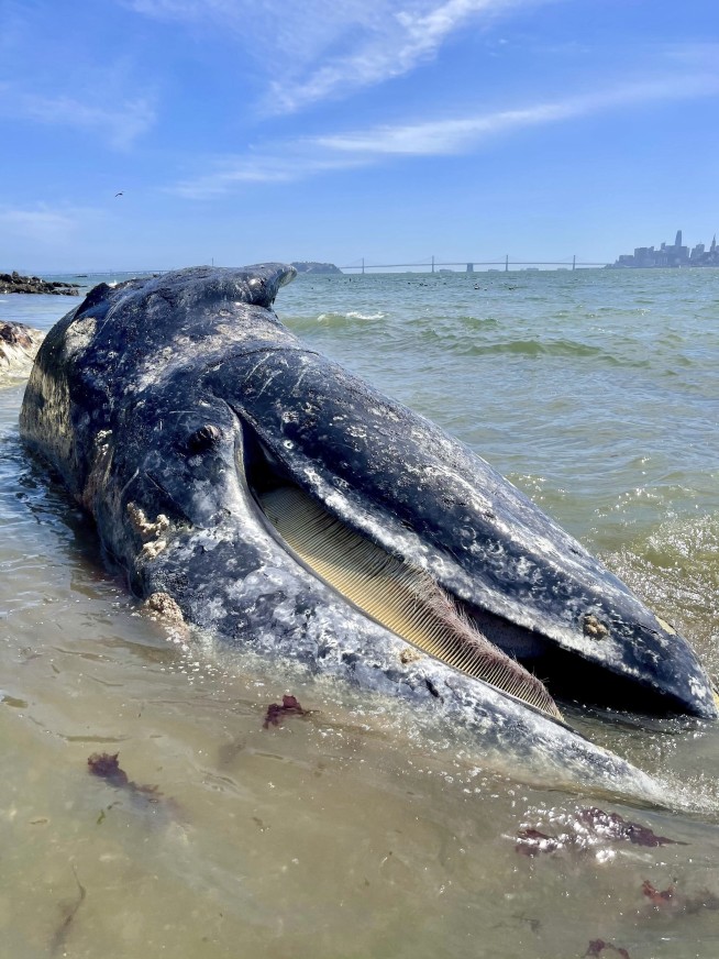 4 gray whales found dead in San Francisco Bay Area in 9 days