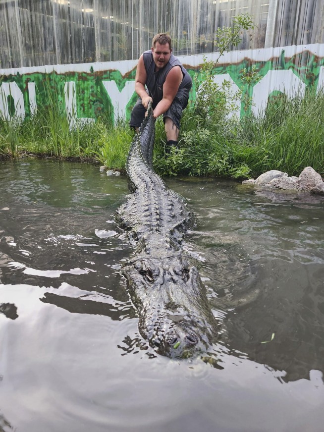 Alligator that starred in 'Happy Gilmore' dies of old age in Colorado