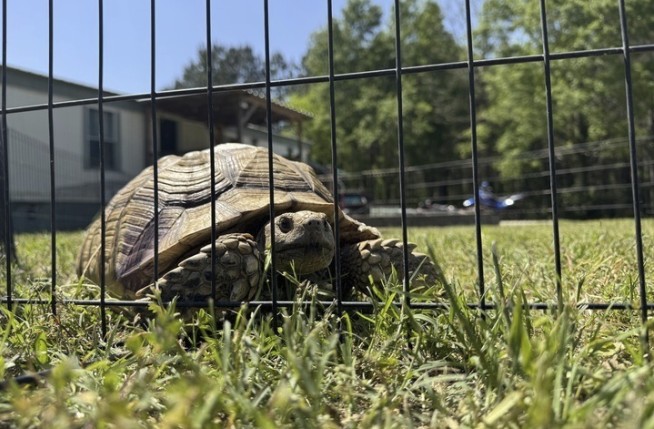 A beloved pet tortoise is reunited with its family weeks after disappearing in a Mississippi tornado
