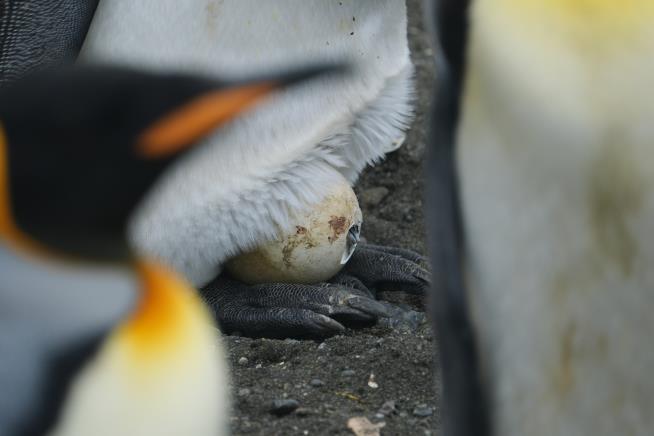 King penguins are the rare species benefiting from a warming world. But that could change