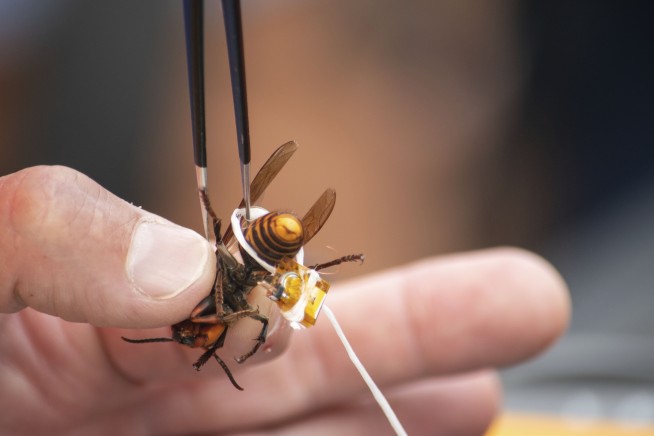Washington state discovers first 'murder hornet' nest in US