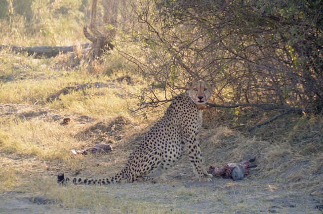 Cheetahs become more nocturnal on hot days. Climate change may trigger fights among predators