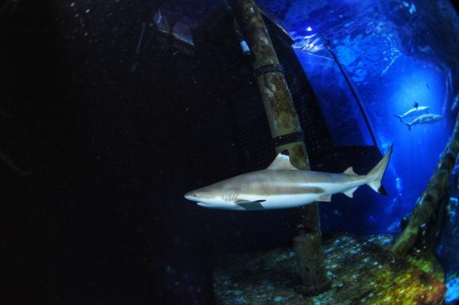 Sharks are famous for fearsome teeth, but ocean acidification could make them weaker