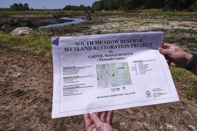 Massachusetts cranberry bogs are being given a second life as vibrant wetlands