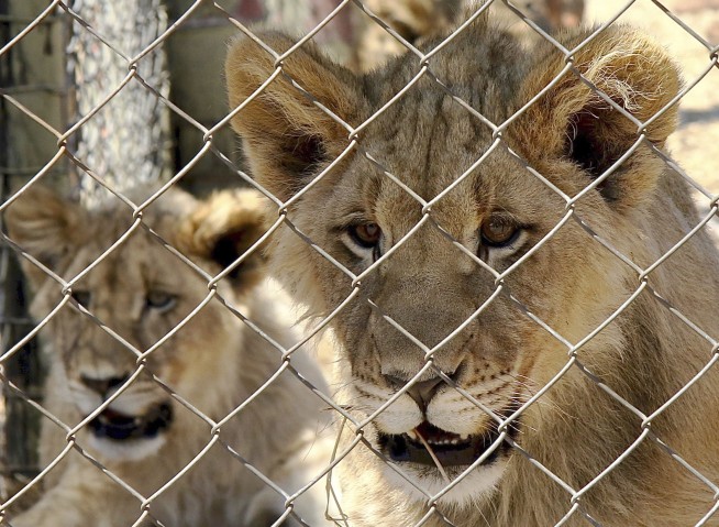In major move, South Africa to end captive lion industry