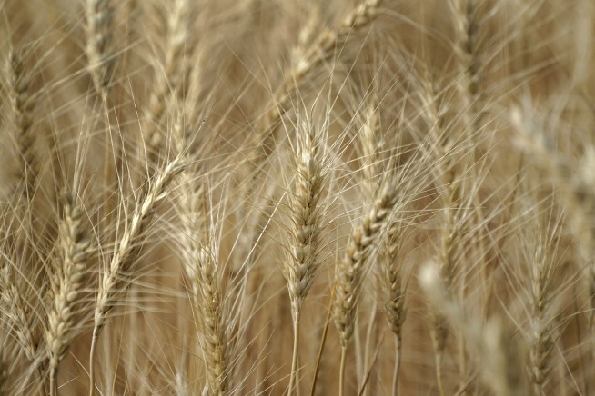 Wheat prices jump following collapse of major dam in southern Ukraine