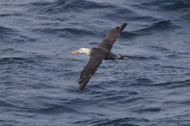 Scientists marvel at a Galapagos seabird that wandered 3,000 miles to California