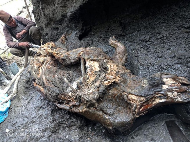 Well-preserved Ice Age woolly rhino found in Siberia