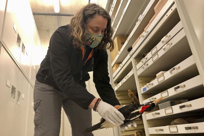 US says ivory-billed woodpecker, 22 other species extinct