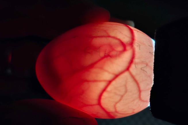 A bumper berry harvest has New Zealand's weird flightless parrot in a rare mood for romance