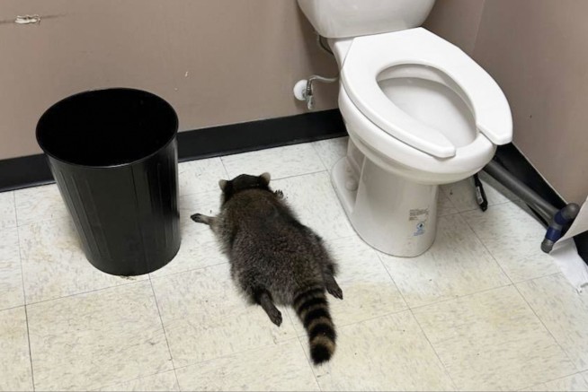 Raccoon goes on drunken rampage in Virginia liquor store and passes out on bathroom floor