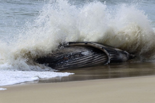 Dead whale in New Jersey had a fractured skull among numerous injuries, experts find