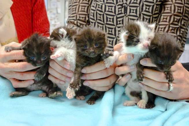 Kitten stowaways found after long journey in steel column