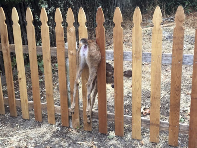 Oregon officer rescues baby deer stuck in fence