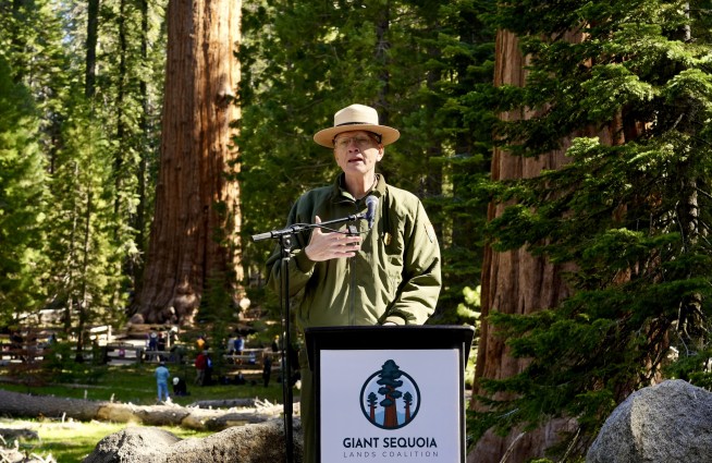 General Sherman passes health check but world's largest trees face growing climate threats