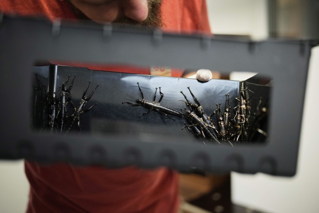 Prague Zoo joins the effort to ensure the survival of a rare insect once considered extinct