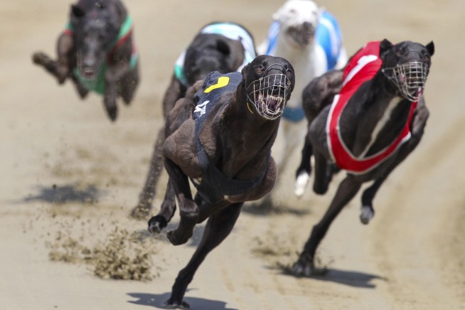 Greyhound racing is increasingly rare worldwide. New Zealand now plans to outlaw the practice