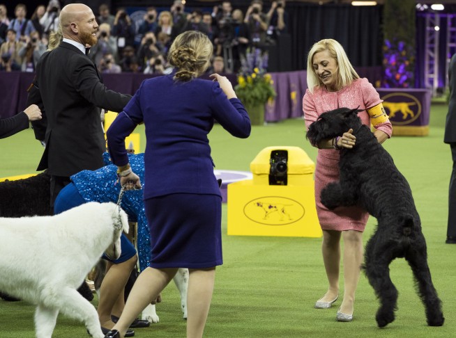 A Westminster wow: Bichon frise becomes America's top dog