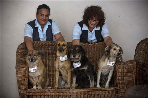 Street dogs find homes in venerable Cuban institutions