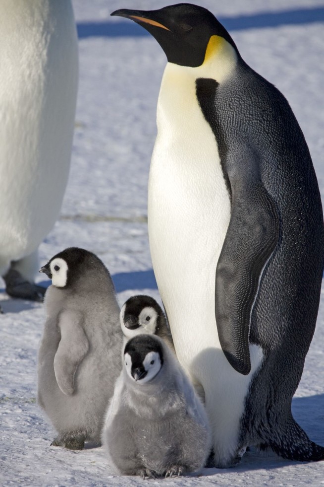 Scientists spot previously unknown colonies of emperor penguins in Antarctica
