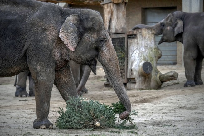 It's Christmas for the elephants as unsold trees are fed to the animals at Berlin Zoo