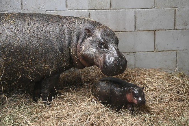 A Virginia zoo welcomes newborn pygmy hippopotamus as year ends
