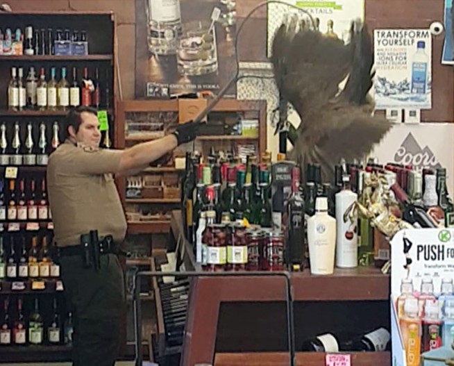 Peacock takes out $500 in wine after crashing liquor store