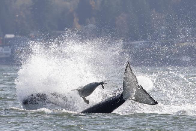 Seal escapes orca hunt by jumping onto photographer's boat