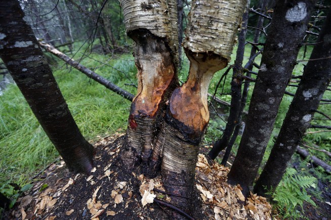 Maine land from Burt's Bees founder is new national monument