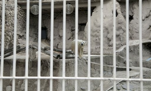Argentina zoo freezes polar bear move to Canada