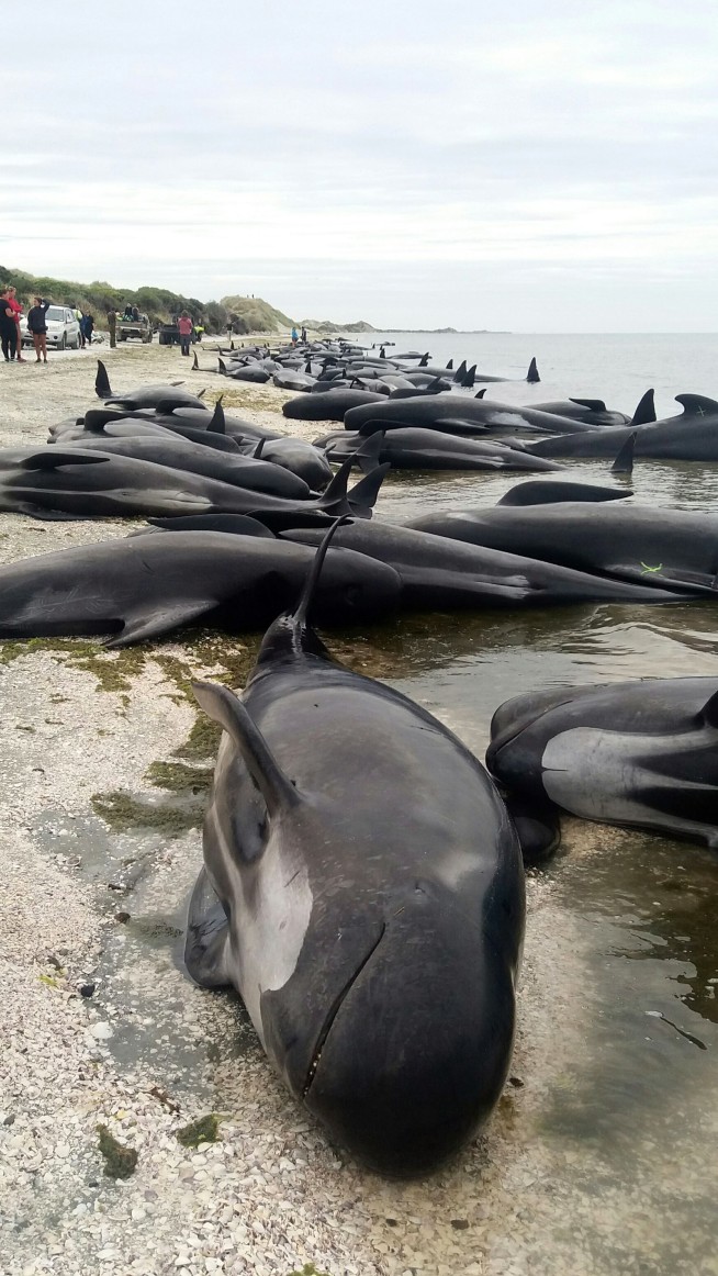 New Zealanders race to save whales after 400 stranded