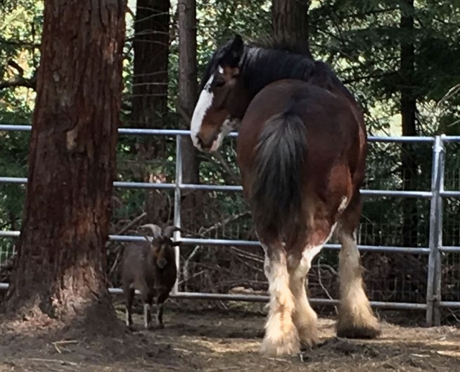 With help from goat, wily Clydesdale goes on lam for 5 days