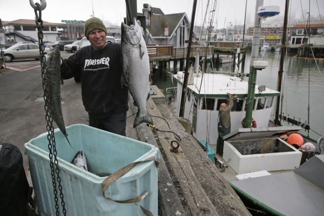 California sails toward biggest salmon harvest in years